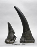 White Rhinoceros Horn Pair (Replica) KO-221