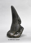 White Rhinoceros Horn Small (Replica) KO-221S