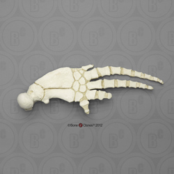 Bottlenose Dolphin Pectoral Fin (Flipper) KO-233