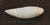 False Killer Whale Tooth