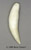 African Leopard Canine Tooth KO-248