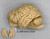 Chimpanzee Brain