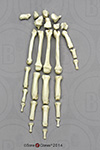 Semi-Articulated Chimpanzee Hand KO-303-SA