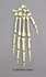 Semi-articulated Chimpanzee Hand