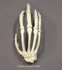 Articulated Chimpanzee Hand KO-303-A