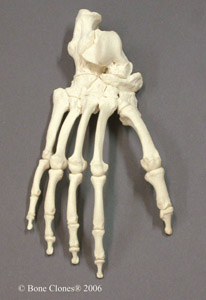 Articulated Chimpanzee Foot KO-304-A