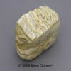 Asian Elephant Tooth KO-313