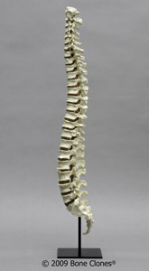 Human Vertebral Column with Sacrum and Coccyx KO-321