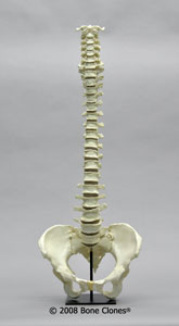 Human Vertebral Column with Pelvis KO-322