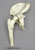 Human Hip Joint KO-332