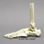 Human Foot Joint, Flexible (premium flexible foot, partial tibia and fibula) KO-334