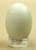 Mourning Dove Egg