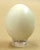 Rock Dove Egg