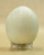 Bald Eagle Egg