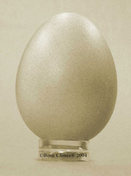 ko barn owl egg