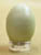 European Starling Egg