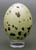 Marbled Murrelet Egg