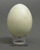 Horned Puffin Egg
