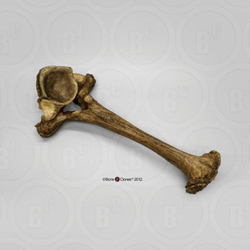 Mastodon Vertebra KO-501