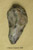 Knife/Scraper