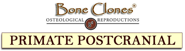 Bone Clones&reg; Primate Postcranial Catalog