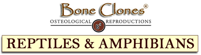 Bone Clones&reg; Reptiles and Amphibians Catalog