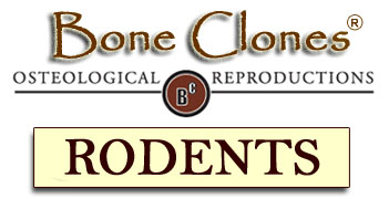 Bone Clones&reg; Rodent Catalog