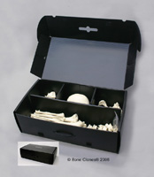 Plastic Carrying Case for Human Skeleton or Multiple Skulls S-93