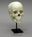 8-year-old Human Child Skull Stand S-BC-276