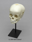 S-BC-280 Custom Metal Display Stand Skull Not Included