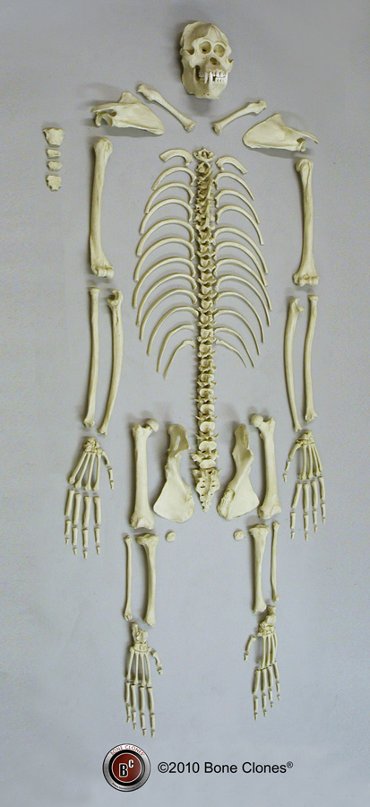 Male Orangutan Hyoid - Bone Clones, Inc. - Osteological Reproductions