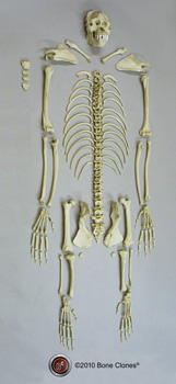 Disarticulated Orangutan Skeleton SC-002-D