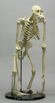 Articulated Orangutan Skeleton