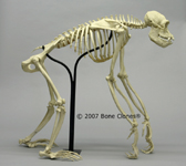 Articulated Chimpanzee Skeleton Profile