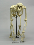 Articulated Chimpanzee Skeleton Frontal