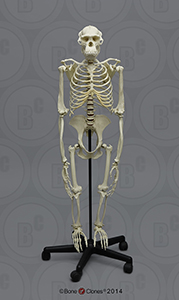 Articulated Bipedal Chimpanzee Skeleton