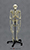 Articulated Bipedal Chimpanzee Skeleton
