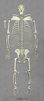 Disarticulated Chimpanzee Skeleton SC-003-D
