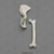 Chimpanzee Innominate and Femur Set SC-003-IF