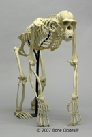 Articulated Chimpanzee Skeleton SC-003-A