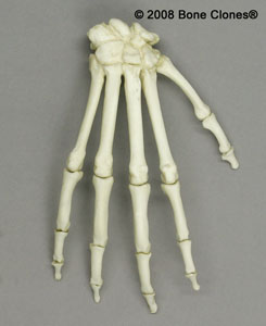 Articulated Mandrill Hand SC-010-024-A