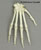 Articulated Mandrill Hand