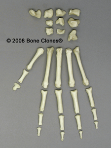 Disarticulated Mandrill Hand SC-010-024-D