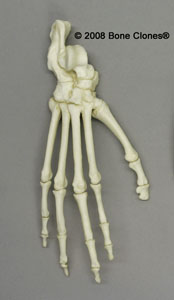 Articulated Mandrill Foot SC-010-29-A
