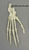 Articulated Mandrill Foot