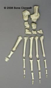 Disarticulated Mandrill Foot SC-010-29-D