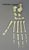 Disarticulated Mandrill Foot