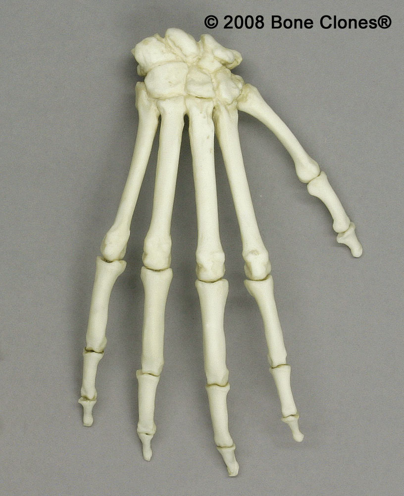 Baboon Skeleton