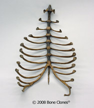 Tarpit Sabercat Thorax Assembly