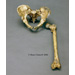 Neanderthal Pelvis Femur Reconstruction Set SC-019-PF